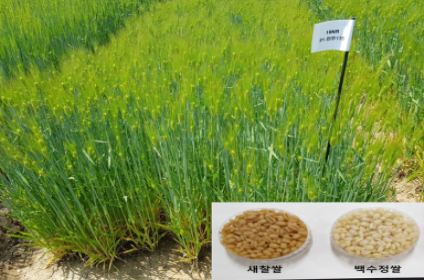 백수정철 (농촌진흥청 제공)