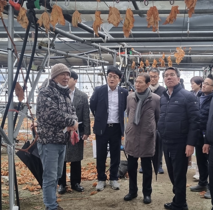 박서홍 농협경제지주 농업경제대표이사(오른쪽 첫번째)가 김문종 진안농협 조합장(두번째), 신인성 전북인삼농협조합장(세번째) 등<br>
관내 조합장들과 함께 12일 전북 진안군 소재 포도농가를 방문하여 대설 피해 현장을 점검하고 있다.
