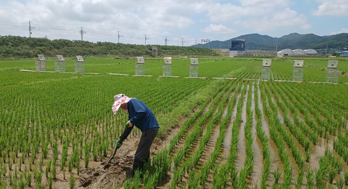 해남 벼 (전라남도)