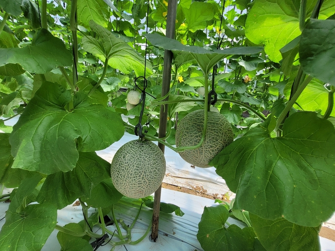 친환경농산물 품목 (전라남도)