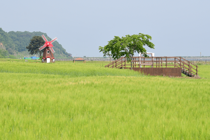 교동도 청보리 정원 축제 (강화군)