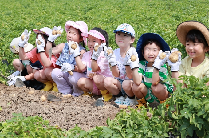 아이들이 감물면 일원에서 감자캐기 체험을 하고 있다. (괴산군)