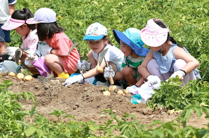 아이들이 감물면 일원에서 감자캐기 체험을 하고 있다. (괴산군)