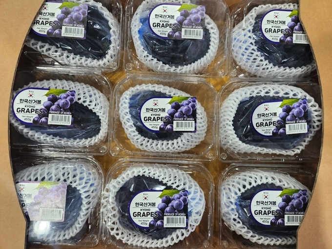 수출 거봉 (경상북도)