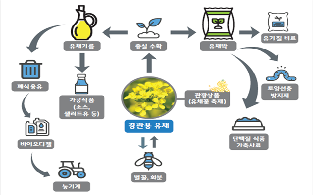 유채 자원순환 모델 (농촌진흥청 제공)