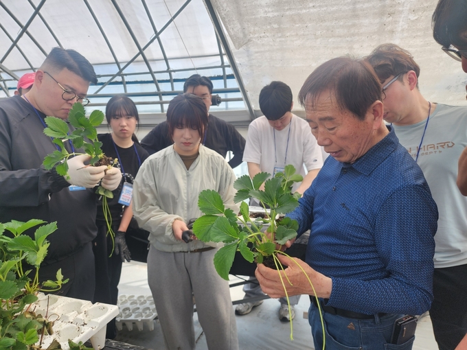 5월 29일, 농협청년농부사관학교 제13기 딸기반 교육생들이 경기도 양평 이든팜 마이스터 농가에서 딸기 육묘 실습을 진행하고 있다.