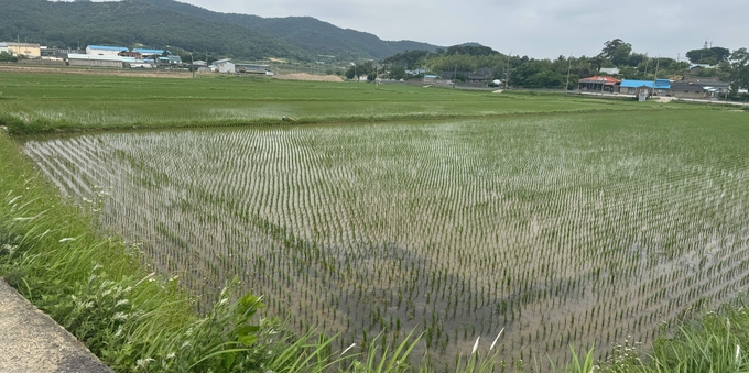 영광군 벼 재배필지 (전라남도)