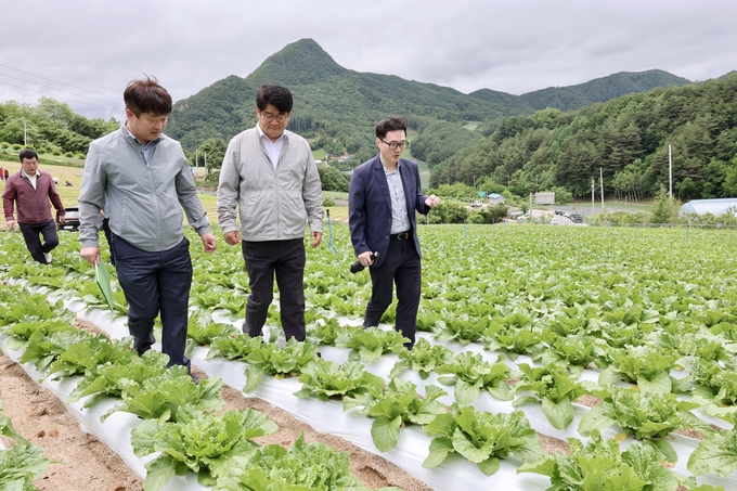 권재한 농촌진흥청장 여름 고랭지배추 생육상황 현장점검 (강원농업기술원 제공)
