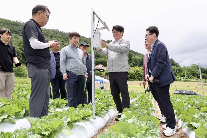 권재한 농촌진흥청장 여름 고랭지배추 생육상황 현장점검 (강원농업기술원 제공)