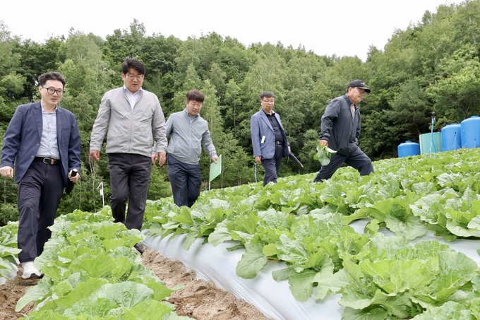 권재한 농촌진흥청장 여름 고랭지배추 생육상황 현장점검 (강원농업기술원 제공)
