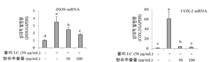 향유의 항바이러스·항염증 효능 (농촌진흥청 제공)