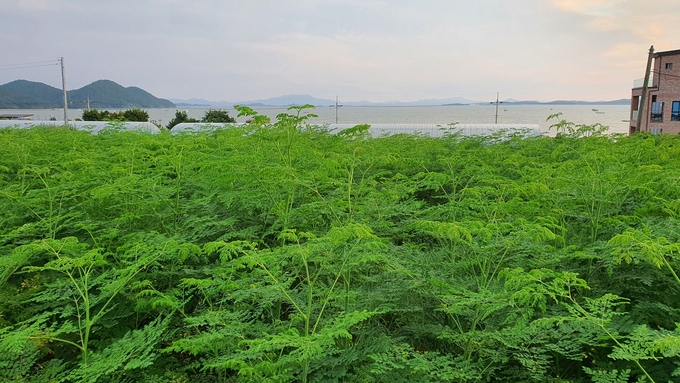 모링가나무 (전라남도)