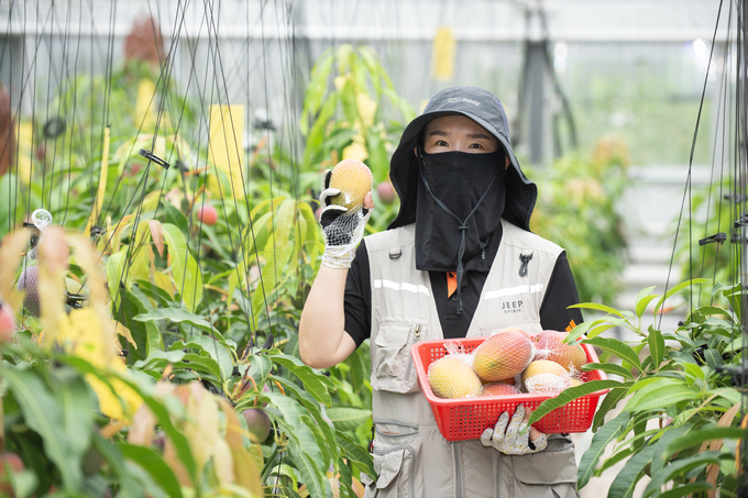 망고 시험 재배 (경상남도농업기술원 제공)
