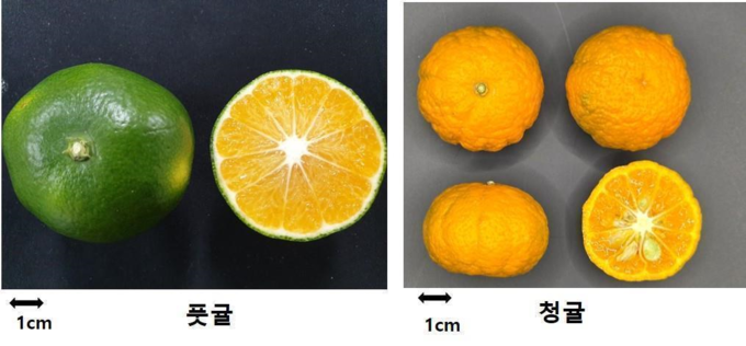 풋귤과 청귤의 외형 (농촌진흥청 제공)