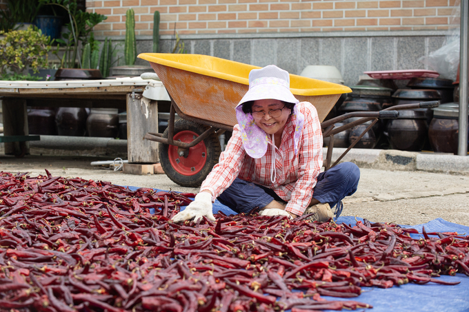 앞마당에서 홍고추 수확 후 말리고 있다 (경상남도농업기술원 제공)