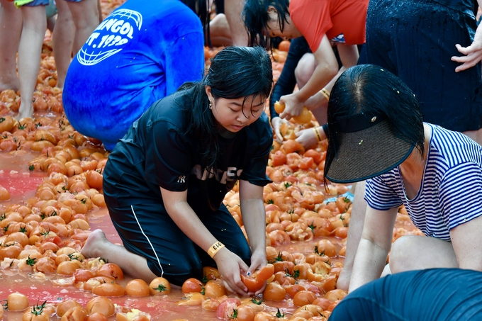  제14회 둔내고랭지토마토축제 (횡성군)