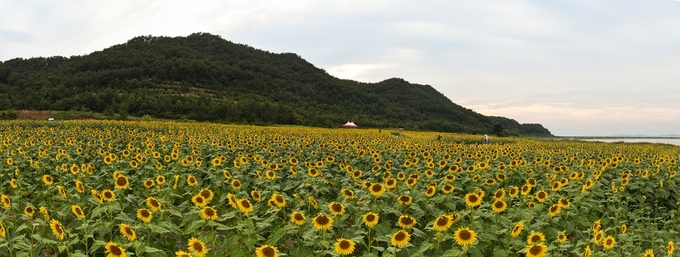 교동도 해바라기 정원 축제 (강화군)