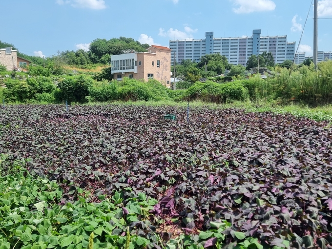 통채루 (청주시)