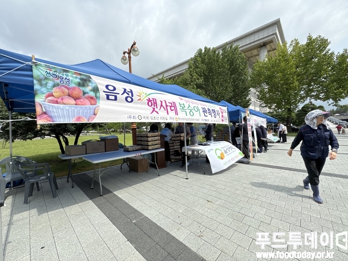 음성 햇사레 복숭아 판매촉진 행사
