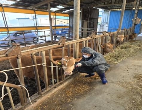 구제역 백신 접종 (정읍시)