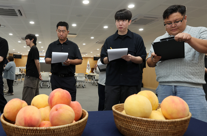 복숭아 중만생 황육대과 골드원 신품종 품평회 (강원농업기술원 제공)