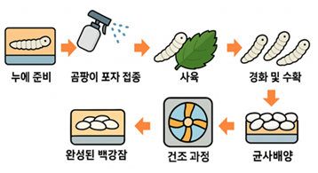 백강잠 생산 과정 (농촌진흥청 제공)