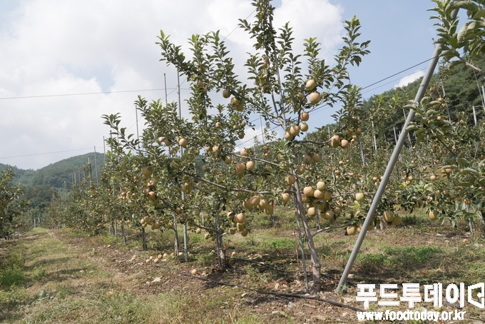 사과 산지
