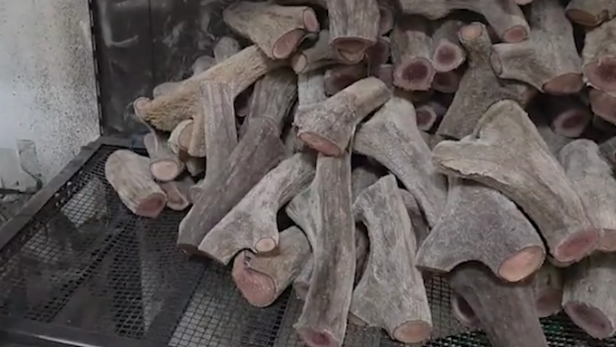 불법 제조소 적발된 녹용 (식품의약품안전처 제공)
