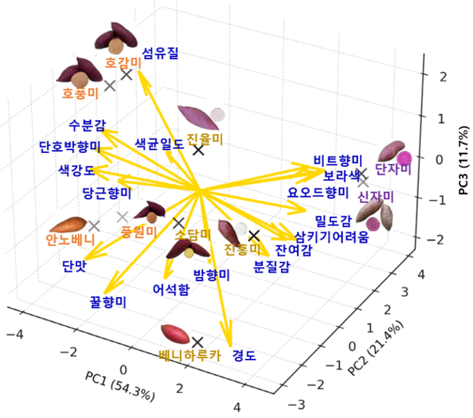 찐고구마 18개 특성별 시각화 지도 (농촌진흥청 제공)