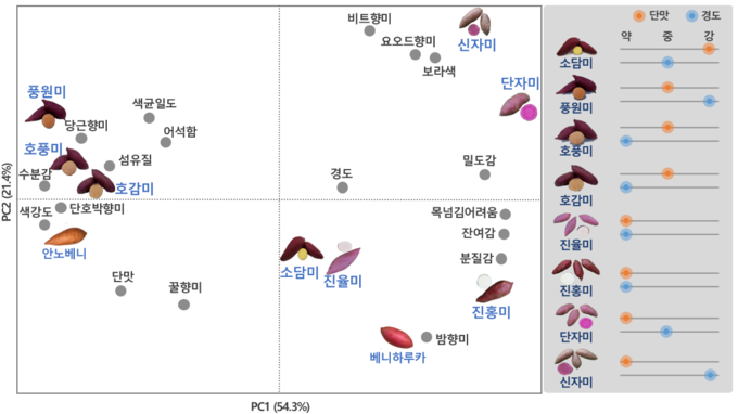 찐고구마 특성별 시각화 맛지도 (농촌진흥청 제공)