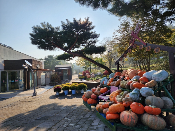 바다향기수목원 가을 호박 전시 (경기도)