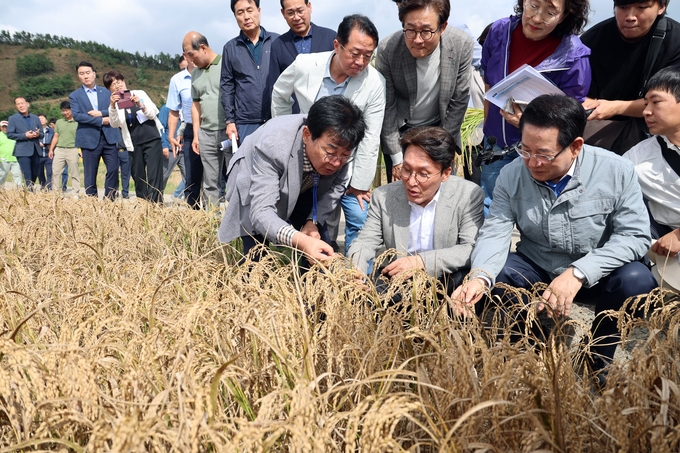 김민석 국무총리가 7일 전남 장흥군 벼 깨씨무늬병 피해 현장을 점검했다. (장흥군 제공)