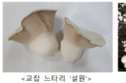 맛·영양·수출 다 잡았다…국산 버섯 품종 53종 개발, 보급률 63 돌파