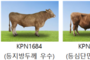 2025년 상반기 보증씨수소 18마리 선발… 한우 유전능력 개선 기대