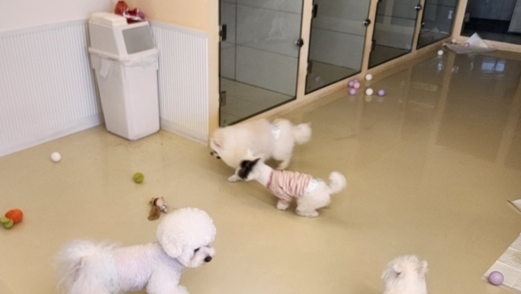 반려동물 동반 음식점 전면 허용…조리장 출입하면 ‘영업정지’