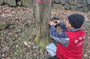 고로쇠 수액 채취 시작…산림과학원, 기상 연계 ‘출수량 분석’ 본격화