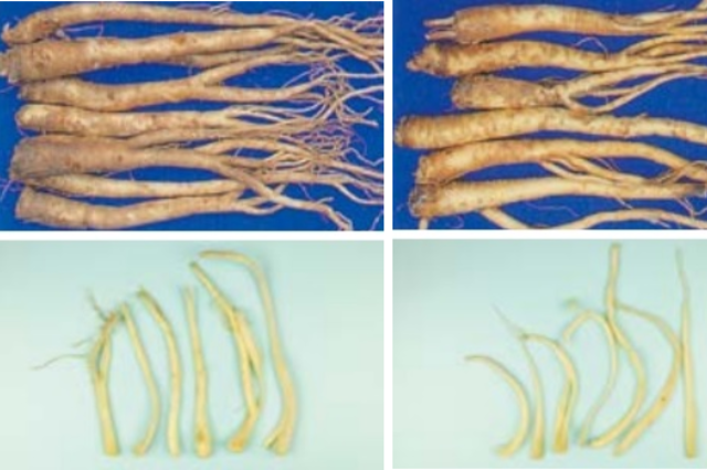 “중국산 도라지는 뿌리가 일직선?” 설 제수용품 원산지 구별법