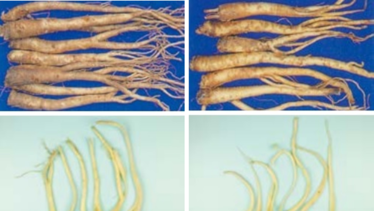 “중국산 도라지는 뿌리가 일직선?” 설 제수용품 원산지 구별법