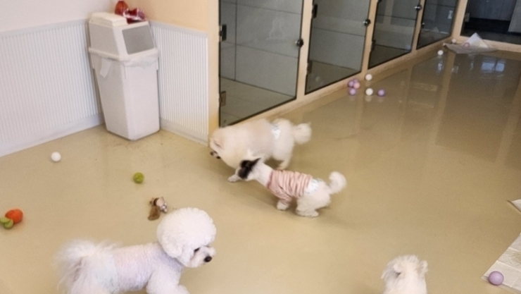 “이제 강아지와 식당 간다”…오늘부터 ‘반려동물 동반출입 음식점’ 전면 시행