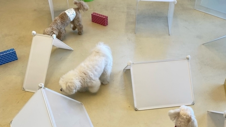 “애견카페서 반려견을 가둬라?”…펫 동반 음식점 시행에 반려인 “오히려 후퇴”