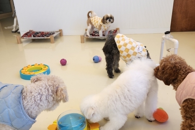 "댕댕이랑 밥 먹으러 갈 때 필독"…반려동물 동반 음식점 위생·운영 기준 총정리