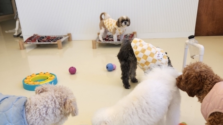 "댕댕이랑 밥 먹으러 갈 때 필독"…반려동물 동반 음식점 위생·운영 기준 총정리