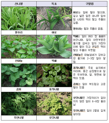 산나물 닮은 독초 종류와 구별법. 식약청 제공