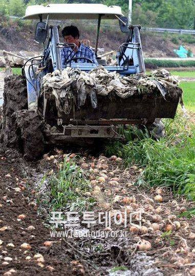 양파 밭을 뒤엎고 있는 농민