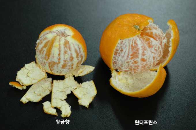 미래향 이미지